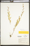 Oenothera perennis