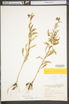 Oenothera perennis