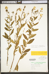 Oenothera fruticosa ssp. glauca