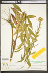 Oenothera parviflora