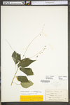 Circaea lutetiana ssp. canadensis