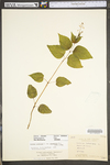 Circaea lutetiana ssp. canadensis