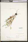 Oenothera perennis