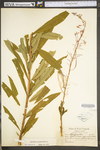 Chamerion angustifolium ssp. circumvagum