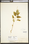 Circaea lutetiana ssp. canadensis