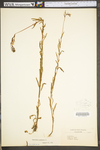 Oenothera perennis