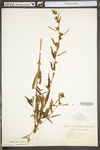 Ludwigia alternifolia