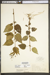 Circaea lutetiana ssp. canadensis