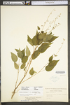 Circaea lutetiana ssp. canadensis