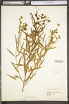 Ludwigia alternifolia