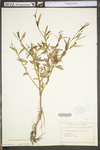 Ludwigia decurrens