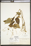 Circaea lutetiana ssp. canadensis