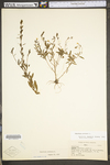 Oenothera perennis