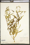 Ludwigia alternifolia