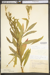 Oenothera biennis