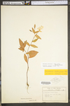 Oenothera fruticosa ssp. glauca