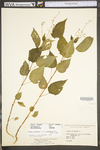 Circaea lutetiana ssp. canadensis