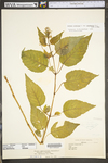 Circaea lutetiana ssp. canadensis