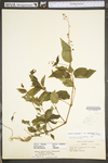 Circaea lutetiana ssp. canadensis