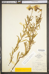 Oenothera fruticosa ssp. glauca