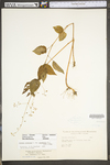 Circaea lutetiana ssp. canadensis