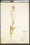 Chamerion angustifolium ssp. angustifolium