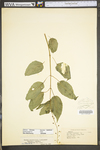 Circaea lutetiana ssp. canadensis