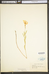 Oenothera speciosa