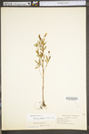 Oenothera perennis