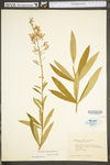 Chamerion angustifolium ssp. circumvagum