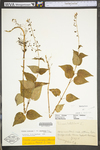 Circaea lutetiana ssp. canadensis