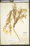 Oenothera argillicola