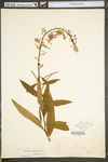 Chamerion angustifolium ssp. circumvagum