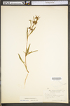 Ludwigia alternifolia