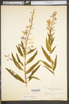 Chamerion angustifolium ssp. angustifolium