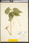 Circaea lutetiana ssp. canadensis