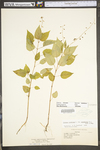 Circaea lutetiana ssp. canadensis