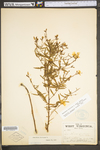 Oenothera fruticosa ssp. glauca