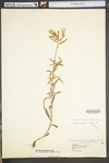 Oenothera fruticosa ssp. fruticosa