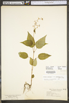 Circaea lutetiana ssp. canadensis