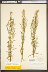 Epilobium leptophyllum