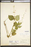 Circaea lutetiana ssp. canadensis