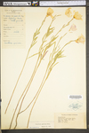 Oenothera speciosa