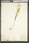 Oenothera perennis