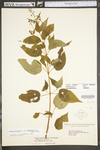 Circaea lutetiana ssp. canadensis