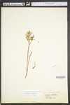Botrychium dissectum