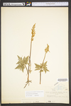 Botrychium dissectum