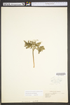 Botrychium dissectum