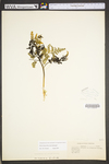 Botrychium dissectum