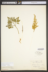 Botrychium dissectum
